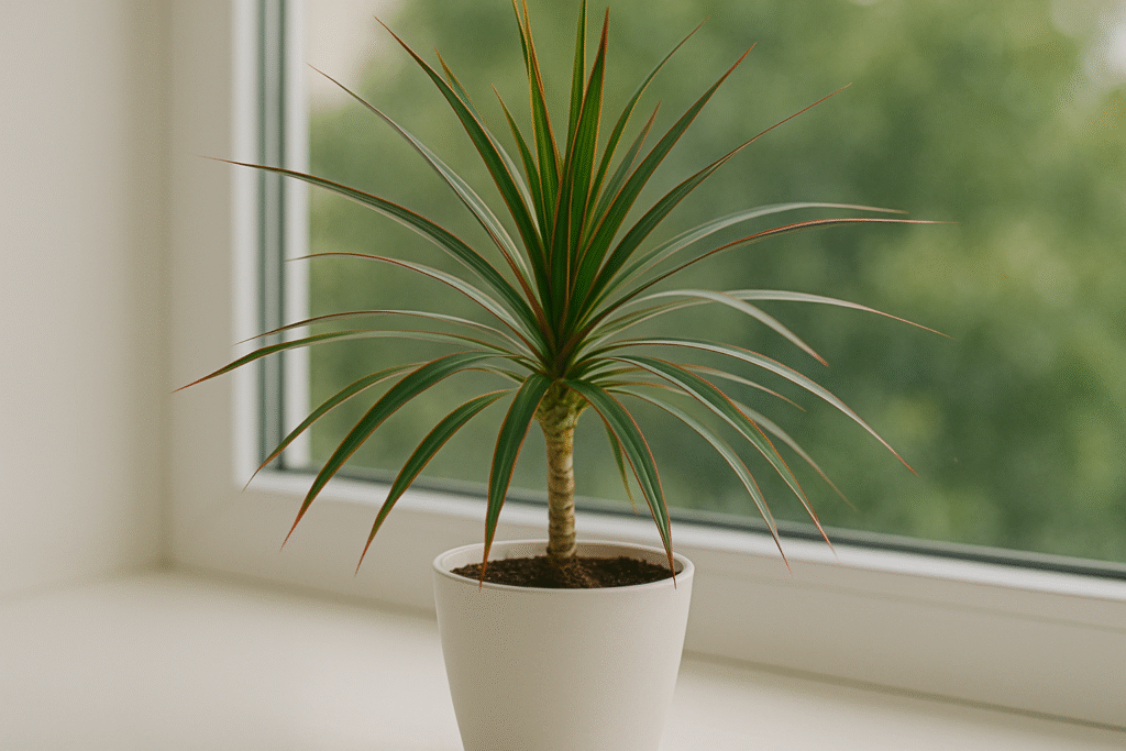 Dracena obrzeżona (Dracaena marginata) w białej doniczce na parapecie – długie, wąskie liście z czerwonymi brzegami rozchodzące się wachlarzowo na tle zieleni za oknem