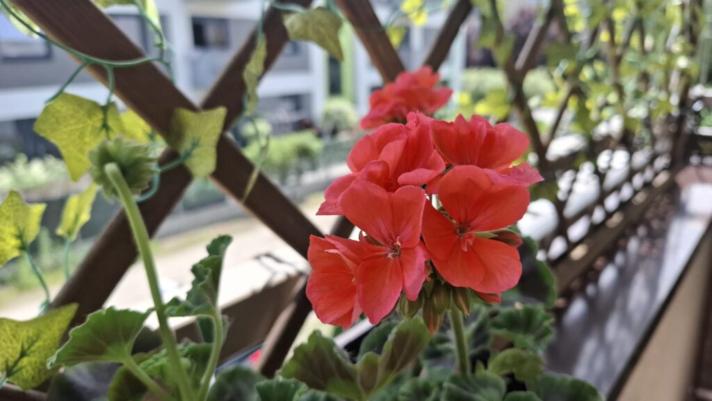 Zbliżenie na czerwone kwiaty pelargonii rabatowej rosnącej na balkonie, z drewnianą kratką i zielonymi pnączami w tle.