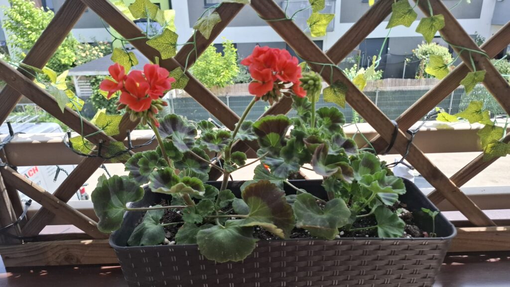 Czerwone pelargonie rabatowe rosnące w podłużnej doniczce balkonowej na tle drewnianej kratki z ozdobnym pnączem i lampkami.