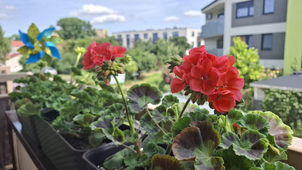Czerwone pelargonie rabatowe w podłużnej doniczce na balkonie z widokiem na ogród i nowoczesne budynki, w tle kolorowy wiatraczek dekoracyjny.
